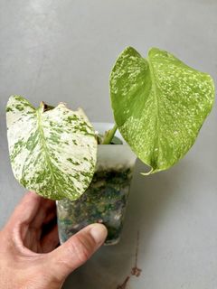 (Category: ) located in . Submitted by plants_and_such (Listing ID 1465796174, Image 1). Description: .