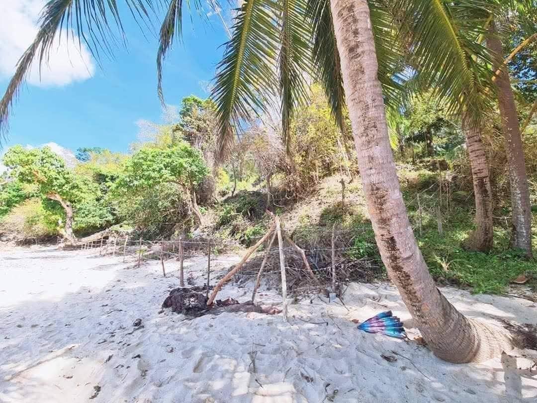 Private beachfront property with palm trees and ocean view (Category: Lot) located in Iloilo. Submitted by gorgeoustatz (Listing ID 1465877832, Image 2). Description: - Approx 1800 sqm beach lot for sale in Buruanga, Aklan. Near Boracay Island. Location: Quiet coastal area surrounded by lush greenery - Beachfront: Direct access to white sand and clear blue water - Property Features: Mature coconut palm trees and natural terrain - Boundaries: Wood