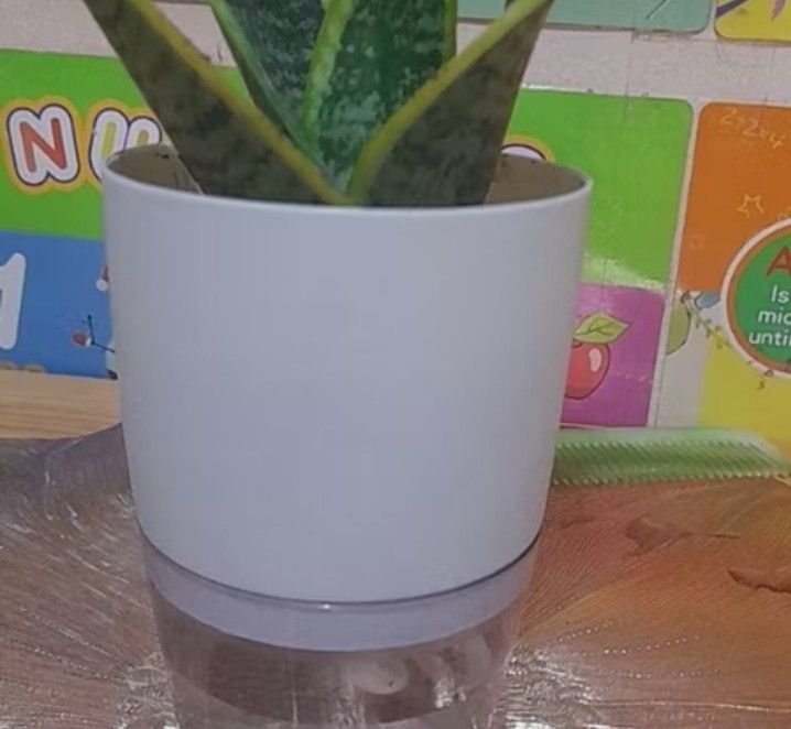 Wholesale Supplier Self-Watering Pot (Category: Plants & Seeds) located in Santa Rosa. Submitted by Sofia_Paprika (Listing ID 1465878815, Image 1). Description: Wholesale Supplier 10pcs minimum (Shope/Laz) Selling Price online: 45php Self watering pot Small: 19php Selling Price online: 25php Self watering pot Meduim: 20php Location: Antipolo, Rizal Color: Gray.