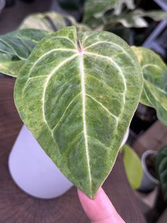（分類：）位於 。 由 mikelovegreens 提交（商品編號 1465976394，圖片 1）。簡介： 。