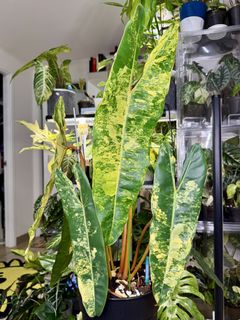 （分類：）位於 。 由 mikelovegreens 提交（商品編號 1465976810，圖片 1）。簡介： 。