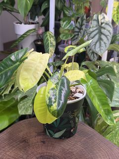 （分類：）位於 。 由 mikelovegreens 提交（商品編號 1465979494，圖片 1）。簡介： 。