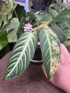 （分類：）位於 。 由 mikelovegreens 提交（商品編號 1465979134，圖片 1）。簡介： 。