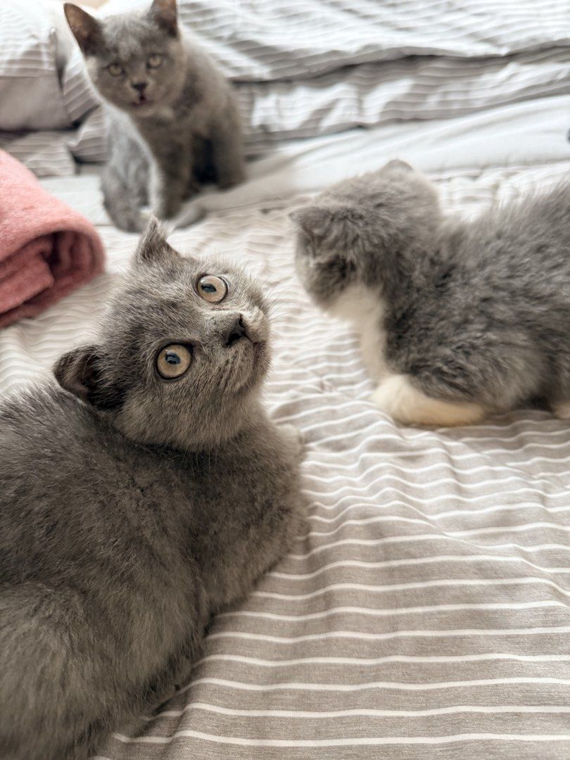 Adorable Scottish Fold kittens (Category: Health & Grooming) located in Quezon City. Submitted by dpaulineg (Listing ID 1466090999, Image 2). Description: - Adorable grey kittens looking for loving homes - Coat types: Solid grey and grey-white bi-color - Ear types: Mix of folded ears and straight ears - Eyes: Striking bright yellow-amber eyes - Personality: Very playful, energetic, and well-socialized - Message us to inquire and adopt.