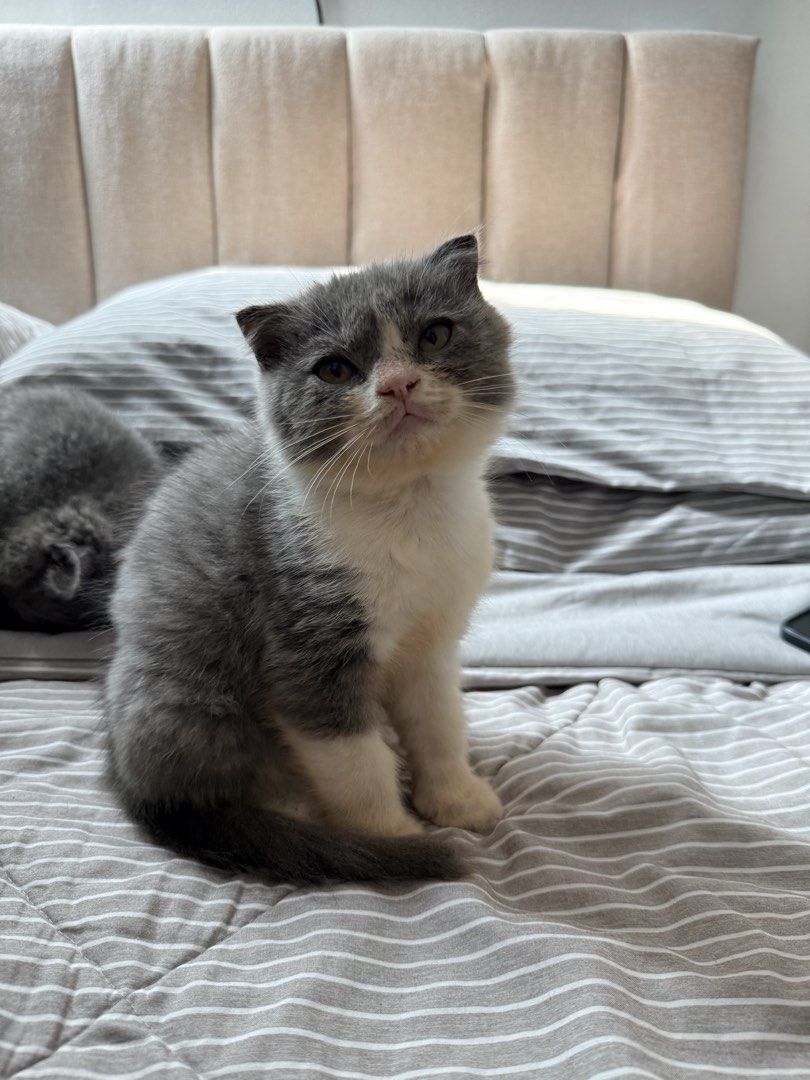 Adorable Scottish Fold kittens (Category: Health & Grooming) located in Quezon City. Submitted by dpaulineg (Listing ID 1466090999, Image 1). Description: - Adorable grey kittens looking for loving homes - Coat types: Solid grey and grey-white bi-color - Ear types: Mix of folded ears and straight ears - Eyes: Striking bright yellow-amber eyes - Personality: Very playful, energetic, and well-socialized - Message us to inquire and adopt.