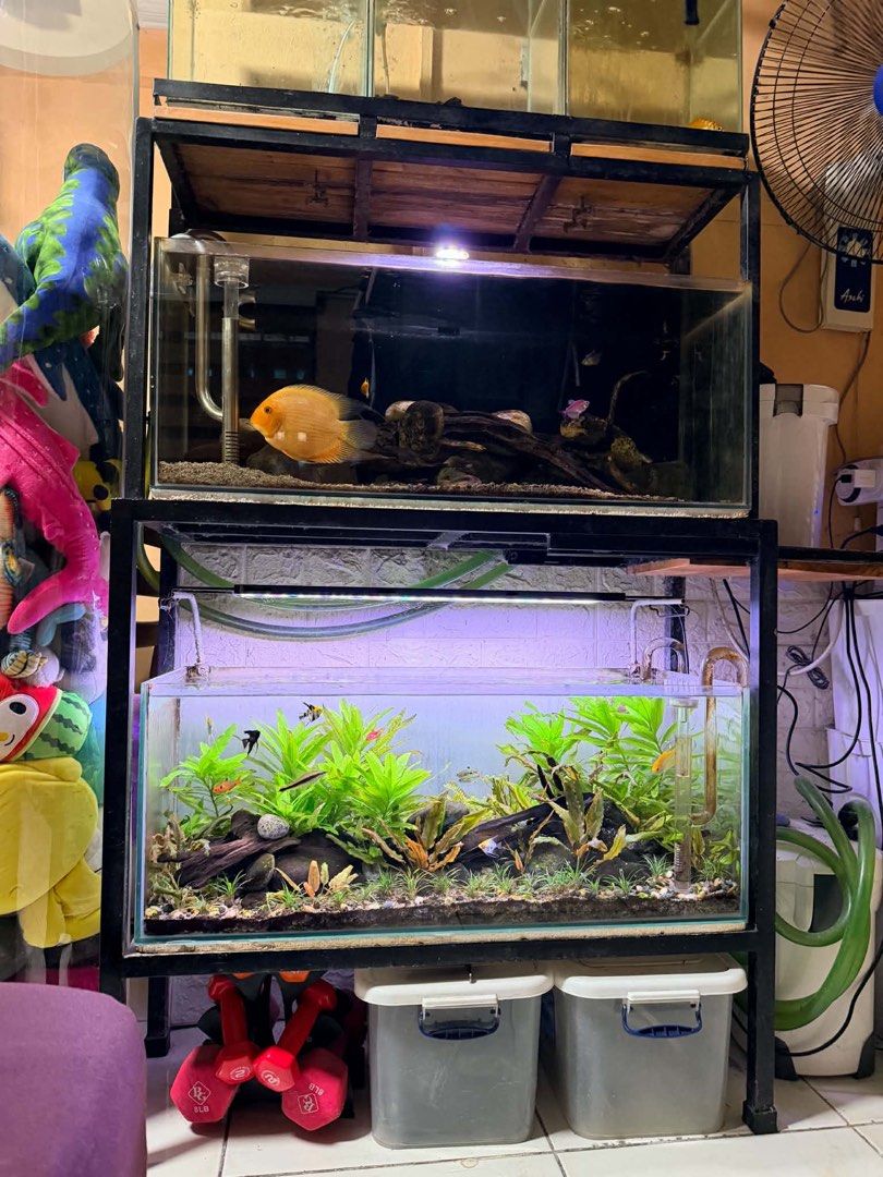 Aquarium take all (Category: Shelves, Cabinets & Racks) located in Manila. Submitted by romachai (Listing ID 1466087153, Image 1). Description: - Heavy-duty double tier metal rack providing a solid and sturdy frame - Includes two large glass fish tanks with complete aquascapes (top: dark wood & orange fish; bottom: lush green plants, driftwood & small fish) - Bright LED lights mounted securely above each tank - Comes complete with filter pipes an