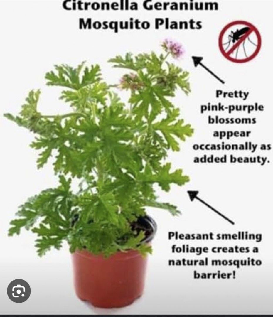 Citronella plant (Category: Plants & Seeds) located in Quezon City. Submitted by cjpadilla (Listing ID 1466047448, Image 2). Description: .