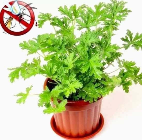 Citronella plant (Category: Plants & Seeds) located in Quezon City. Submitted by cjpadilla (Listing ID 1466047448, Image 3). Description: .