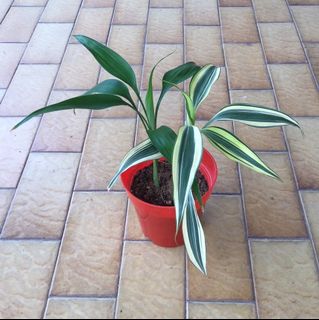 (Category: ) located in . Submitted by sgn93 (Listing ID 1466064254, Image 1). Description: .