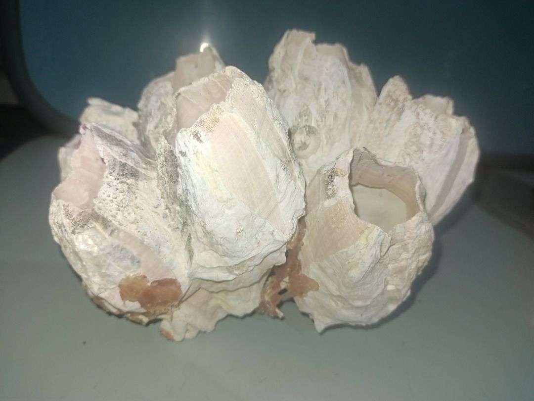 Giant Barnacle Cluster Shell Ocean Decor (Category: Wall Decor) located in Munoz. Submitted by larryc1212 (Listing ID 1466126755, Image 2). Description: - Natural giant conjoined barnacle cluster - Size: Approx. 15 cm across x 10 cm tall - Color: Creamy off-white exterior with smooth white interior - Unique organic shape with hollow tubular openings - Heavy and durable ocean-sourced piece - Ideal for coastal home decor, aquarium aquascaping, or D