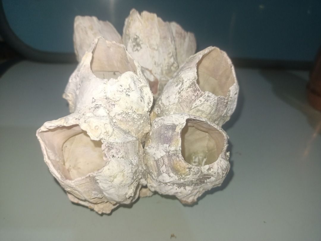 Giant Barnacle Cluster Shell Ocean Decor (Category: Wall Decor) located in Munoz. Submitted by larryc1212 (Listing ID 1466126755, Image 3). Description: - Natural giant conjoined barnacle cluster - Size: Approx. 15 cm across x 10 cm tall - Color: Creamy off-white exterior with smooth white interior - Unique organic shape with hollow tubular openings - Heavy and durable ocean-sourced piece - Ideal for coastal home decor, aquarium aquascaping, or D