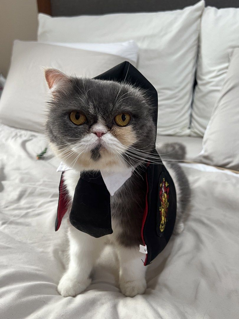 Harry Potter Pet Costume (Category: Homes & Other Pet Accessories) located in Quezon City. Submitted by meowketplace (Listing ID 1465987136, Image 1). Description: Cape and necktie (glasses not included) Size: Small Used for photos and videos only RFS: Decluttering.