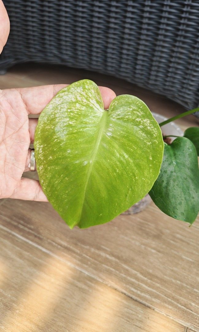 Monstera Devil (Category: Plants & Seeds) located in Singapore. Submitted by leafhappily (Listing ID 1466136776, Image 2). Description: Good size. Starting to turn to the signature white pattern. 🚚 FREE DELIVERY (min. spend): • $50+ — Sembawang / Yishun • $120+ — Woodlands / Punggol / Sengkang / Bishan / Ang Mo Kio • $200+ — Islandwide 📍 PICKUP OPTIONS 🏠 S769317 | 🛍️ Sembawang SC | 🚆 Canberra MRT 📮 Courier $20/trip 🛒 More Plants on Carouse