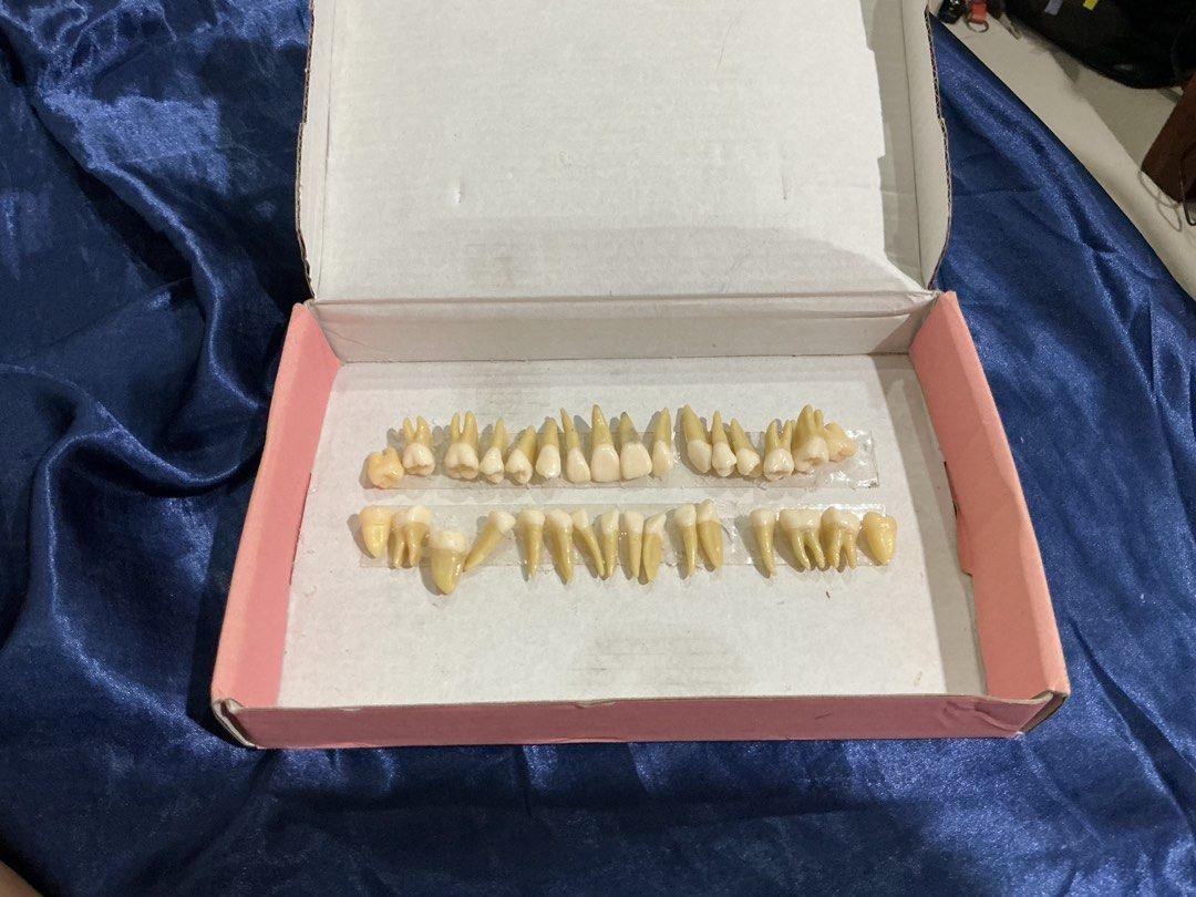 Replica Nissin tooth model (Category: Medical Supplies & Tools) located in Quezon City. Submitted by bornin1996 (Listing ID 1466062703, Image 1). Description: -Comparable with Nissin tooth model - Complete set of resin dental tooth models arranged in rows inside a convenient cardboard box - Includes diverse tooth types: incisors, canines, premolars, and multi-rooted molars - Features realistic yellowed root details paired with clean white crowns 