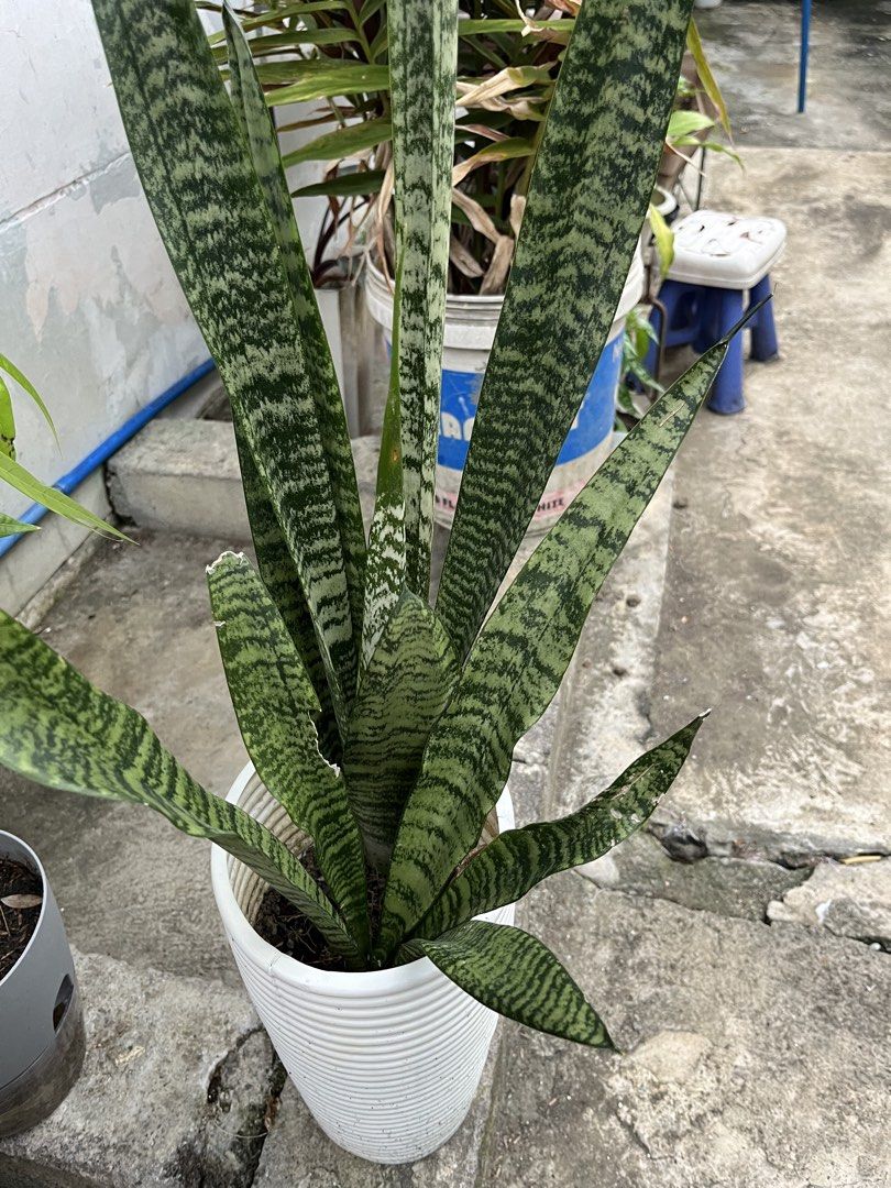 Snake Plant in White Ribbed Pot (Category: Plants & Seeds) located in Paranaque City. Submitted by aquarianmmo (Listing ID 1466039853, Image 1). Description: - Healthy snake plant with tall green patterned leaves - Comes in a modern white ribbed pot - Low maintenance and very easy to care for - Perfect for brightening up room corners or desk spaces - Reason for selling: Decluttering the balcony - Pickup preferred due to size and weight.