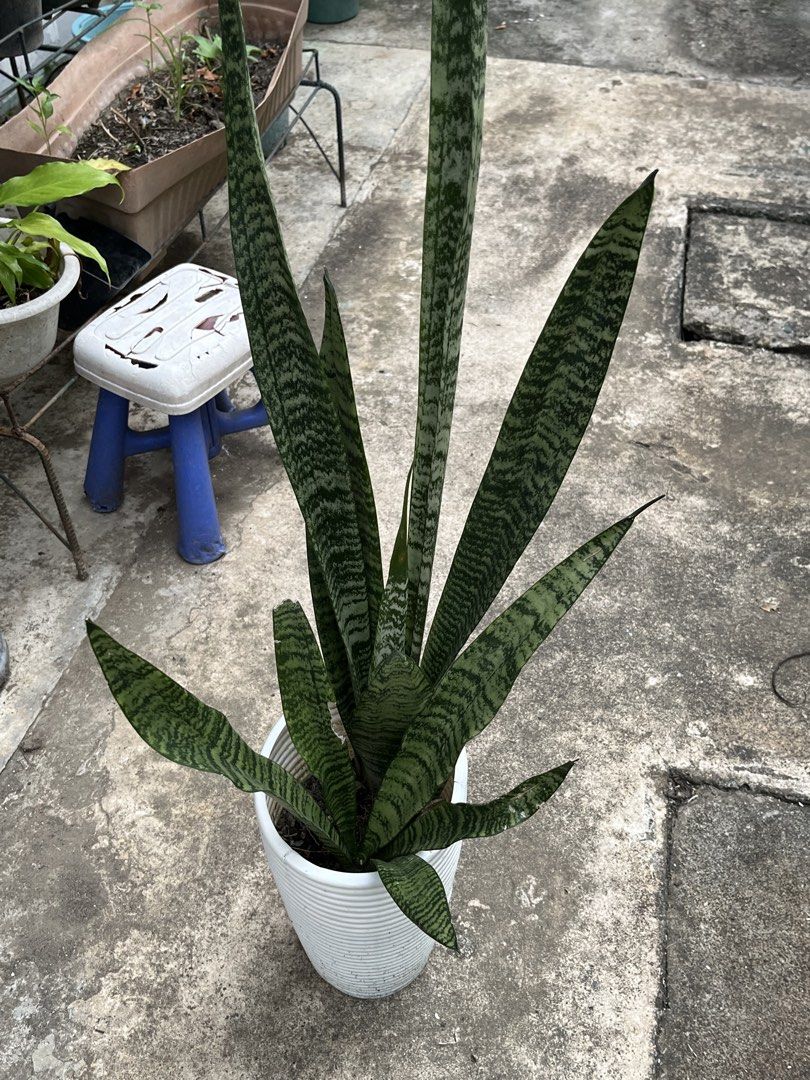 Snake Plant in White Ribbed Pot (Category: Plants & Seeds) located in Paranaque City. Submitted by aquarianmmo (Listing ID 1466039853, Image 3). Description: - Healthy snake plant with tall green patterned leaves - Comes in a modern white ribbed pot - Low maintenance and very easy to care for - Perfect for brightening up room corners or desk spaces - Reason for selling: Decluttering the balcony - Pickup preferred due to size and weight.