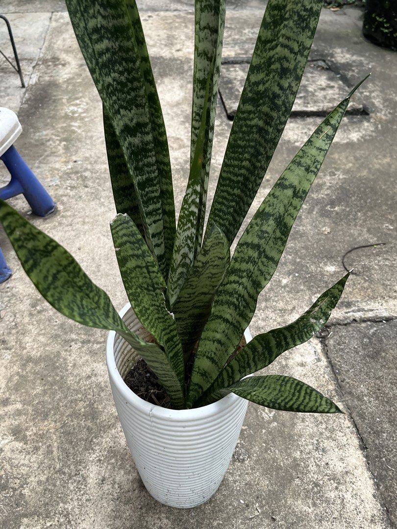 Snake Plant in White Ribbed Pot (Category: Plants & Seeds) located in Paranaque City. Submitted by aquarianmmo (Listing ID 1466039853, Image 2). Description: - Healthy snake plant with tall green patterned leaves - Comes in a modern white ribbed pot - Low maintenance and very easy to care for - Perfect for brightening up room corners or desk spaces - Reason for selling: Decluttering the balcony - Pickup preferred due to size and weight.
