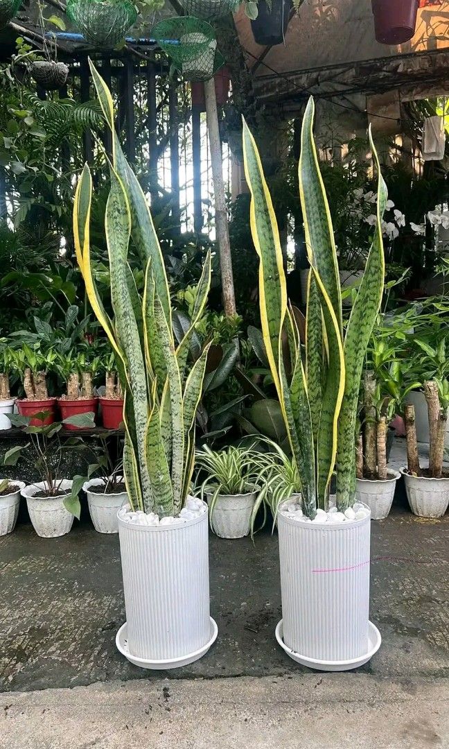 Snake plants 🪴 (Category: Plants & Seeds) located in Quezon City. Submitted by amazingmaria3680 (Listing ID 1466152971, Image 1). Description: .