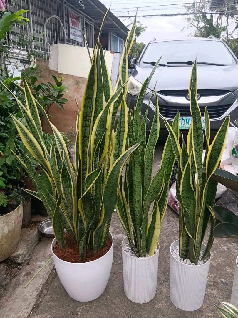 Snake plants 🪴 (Category: Plants & Seeds) located in Quezon City. Submitted by amazingmaria3680 (Listing ID 1466152971, Image 2). Description: .