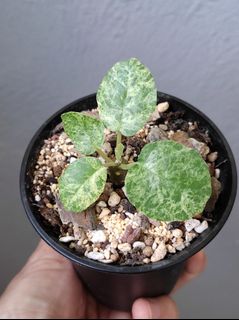 （分類：）位於 。 由 vitaminvitamin 提交（商品編號 1466183586，圖片 1）。簡介： 。