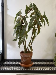 （分類：）位於 。 由 FernAroid 提交（商品編號 1466235926，圖片 1）。簡介： 。