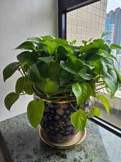 （分類：）位於 。 由 newstep52552134 提交（商品編號 1466229564，圖片 1）。簡介： 。