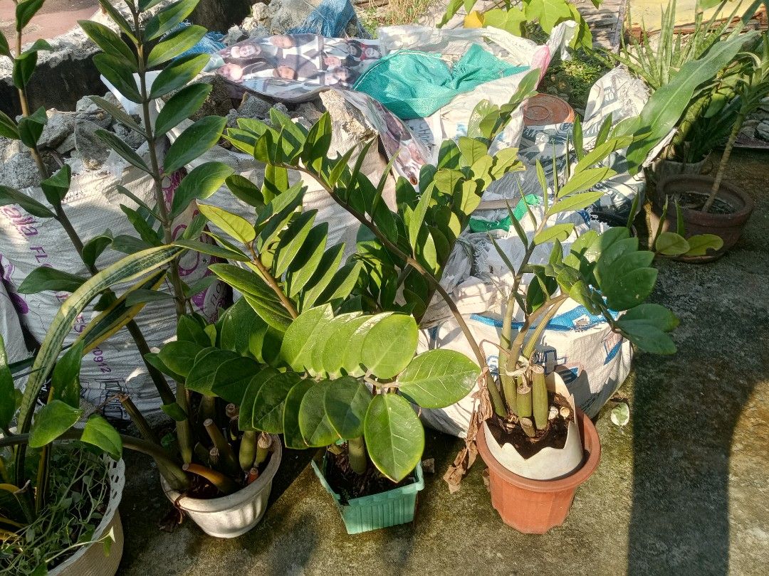 Assorted Indoor Plants ZZ Plants Snake Plants (Category: Plants & Seeds) located in Marikina City. Submitted by norman213 (Listing ID 1466236871, Image 1). Description: - Variety of popular indoor plants available (ZZ plants, snake plants, variegated shrub) - Growing in a mix of plastic and clay taje all pots in different shapes and sizes - Available for individual purchase or as a whole lot - Pick up only (due to size and weight) - Message for s