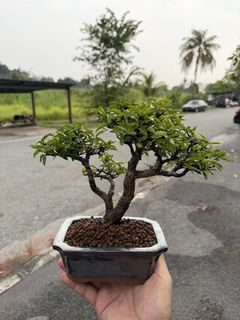 (Category: ) located in . Submitted by ipohtrader (Listing ID 1466311864, Image 1). Description: .