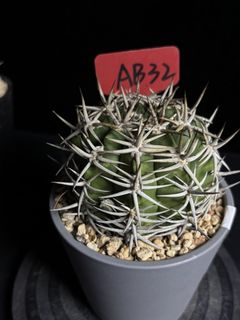(Category: ) located in . Submitted by caudexcactus.lover (Listing ID 1464295719, Image 1). Description: .