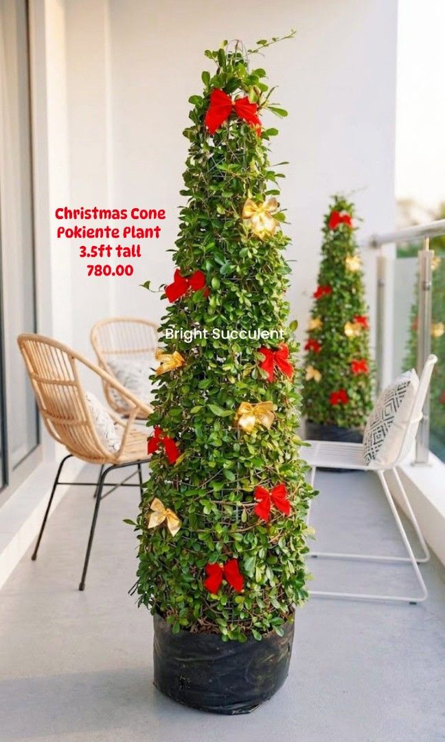 Christmas Cone Pokiente 3.5ft (Category: Plants & Seeds) located in Paranaque City. Submitted by mherz_ariel (Listing ID 1466310883, Image 1). Description: .