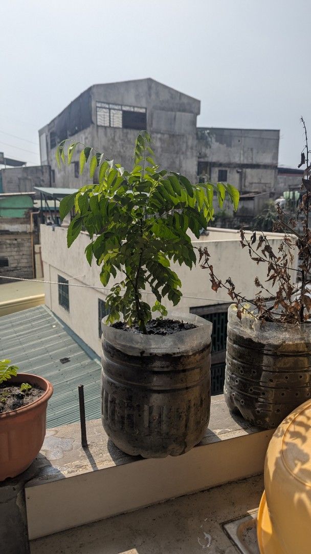 Curry leaf plant in upcycled plastic bottle pot (Category: Plants & Seeds) located in Taguig. Submitted by gcercrosal1102198 (Listing ID 1466300734, Image 1). Description: - Healthy curry leaf plant in an upcycled plastic bottle - Lush green leaves and well-established stem - Perfect for sunny balconies or kitchen gardens - Great for fresh cooking and everyday use - Easy to care for, sits upright in dark soil - seeds from mother plant and came fr