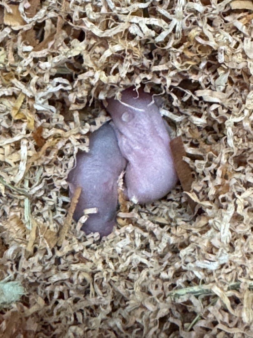 Cute fluffy hamsters and newborn pups (Category: Designer & Blind Box Toys) located in Cavite. Submitted by marcuz1316 (Listing ID 1466251680, Image 3). Description: - Adorable hamster family looking for a new loving home - Includes adult hamsters (white and brownish coats) and tiny newborn pups - Active and healthy eaters enjoying seeds and grains - Comes with a cozy bedding setup and food bowl - Perfect for pet lovers, message us for inquiries!