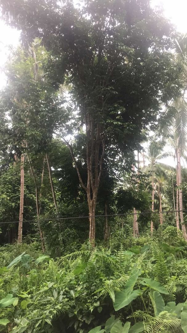 FARM WITH FRUIT BEARING (Category: Lot) located in Quezon City. Submitted by brendag67 (Listing ID 1466198905, Image 3). Description: FOR SALE 3 PARCEL OF LOT WITH FRUIT BEARING LIKE LANZONES, BUKO, MAGOSTEEN AND TABON TABON. A) 23,201SQM, B) 12,612SQM C) 48,196SQM TOTAL 84,009 BUYER CAN BUY 1 PARCEL OF LOT. PRICE IS NEGOTIABLE..