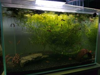 (Category: ) located in . Submitted by mayfair (Listing ID 1466322773, Image 1). Description: .