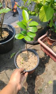 (Category: ) located in . Submitted by plantcorner (Listing ID 1466225934, Image 1). Description: .