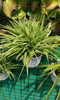 (Category: ) located in . Submitted by plantcorner (Listing ID 1466225653, Image 1). Description: .