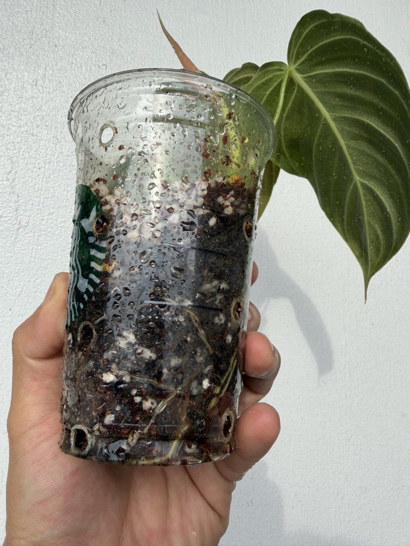 Melanochrysum (Category: Plants & Seeds) located in Quezon City. Submitted by satisfied_buyer (Listing ID 1465762262, Image 3). Description: A Colombian treasure in the 19th century, prized for its dramatic, velvety dark-green leaves and golden veins. Its name comes from the Greek melano (black) and chrysum (gold)..