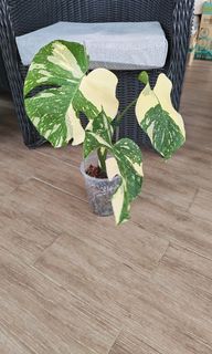 (Category: ) located in . Submitted by leafhappily (Listing ID 1466242708, Image 1). Description: .