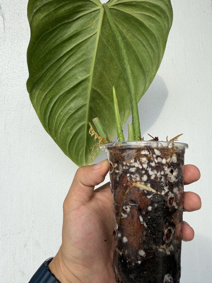 Philodendron Glorious (Category: Plants & Seeds) located in Quezon City. Submitted by satisfied_buyer (Listing ID 1465762596, Image 2). Description: Philodendron Glorious A classic hybrid created in the 1970s by crossing Philodendron gloriosum × P. melanochrysum. .