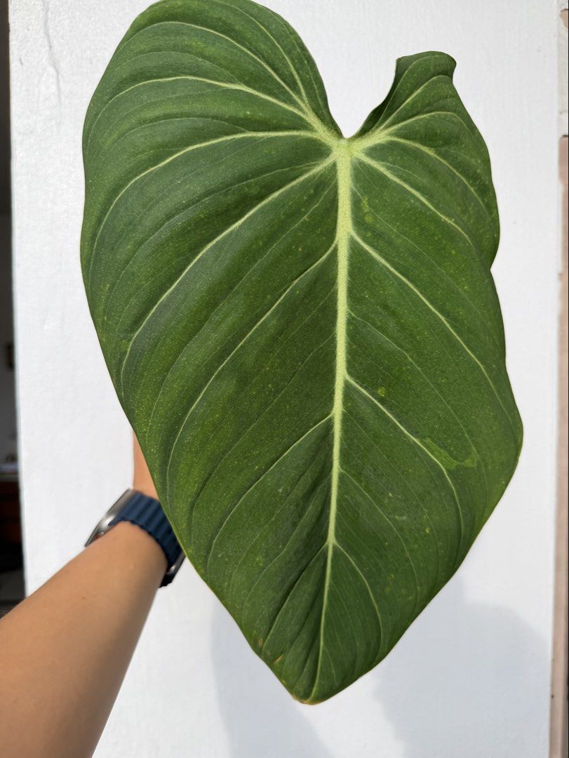Philodendron Glorious (Category: Plants & Seeds) located in Quezon City. Submitted by satisfied_buyer (Listing ID 1465762596, Image 1). Description: Philodendron Glorious A classic hybrid created in the 1970s by crossing Philodendron gloriosum × P. melanochrysum. .
