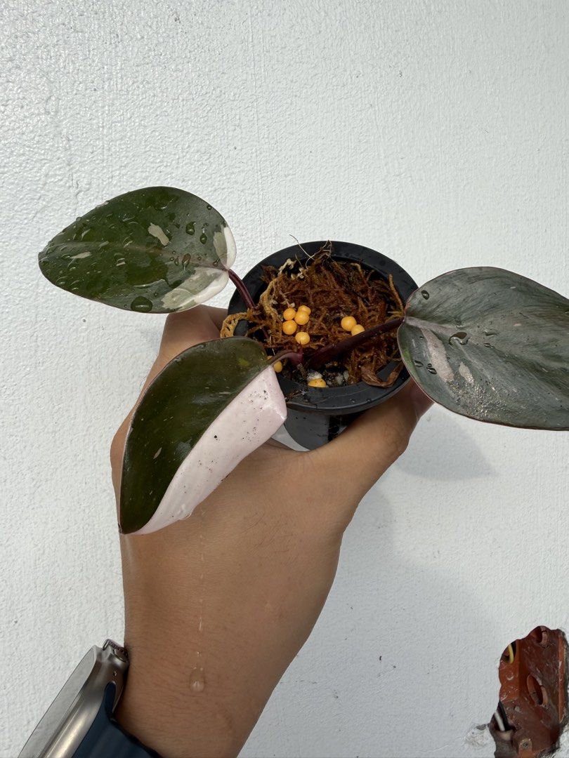 Philodendron Red Anderson (Category: Plants & Seeds) located in Quezon City. Submitted by satisfied_buyer (Listing ID 1465440078, Image 3). Description: Red Anderson .