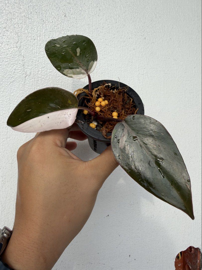 Philodendron Red Anderson (Category: Plants & Seeds) located in Quezon City. Submitted by satisfied_buyer (Listing ID 1465440078, Image 1). Description: Red Anderson .