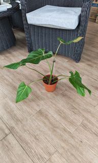 (Category: ) located in . Submitted by leafhappily (Listing ID 1466164353, Image 1). Description: .