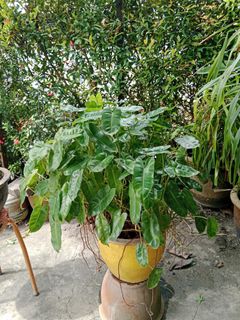 (Category: ) located in . Submitted by janetlim868068 (Listing ID 1466179701, Image 1). Description: .