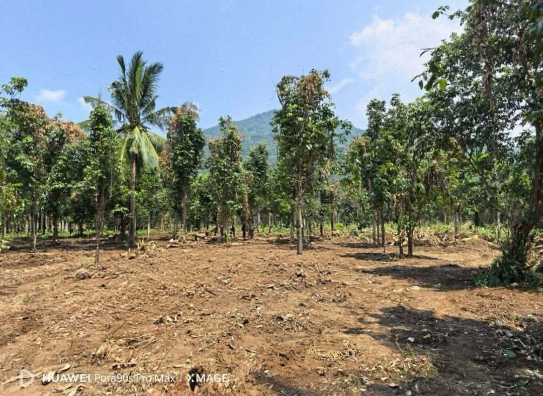 Property for sale (Category: Lot) located in Bacoor. Submitted by _essentials (Listing ID 1466269659, Image 3). Description: MINI FARM NA TAHIMIK, MAALIWALAS AT SARIWANG HANGIN, ALAM KONG ETO ANG HINAHANAP MO‼️‼️‼️ 270K MO GAWIN NATIN 100 SQM NA MINI FARM❤️ ( PWEDE ANG HULUGAN ) BRGY LAMOT CALAUAN LAGUNA ALONG CEMENTED BRGY ROAD 6 MINUTES DRIVE OR 1.7 KILOMETERS AWAY TO PROVINCIAL HIGHWAY CLEAN TITLE AND FLAT LAND LANSONESAN FARM 8 METERS MACADAM