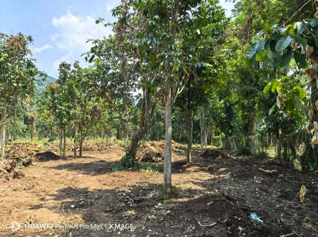 Property for sale (Category: Lot) located in Bacoor. Submitted by _essentials (Listing ID 1466269659, Image 2). Description: MINI FARM NA TAHIMIK, MAALIWALAS AT SARIWANG HANGIN, ALAM KONG ETO ANG HINAHANAP MO‼️‼️‼️ 270K MO GAWIN NATIN 100 SQM NA MINI FARM❤️ ( PWEDE ANG HULUGAN ) BRGY LAMOT CALAUAN LAGUNA ALONG CEMENTED BRGY ROAD 6 MINUTES DRIVE OR 1.7 KILOMETERS AWAY TO PROVINCIAL HIGHWAY CLEAN TITLE AND FLAT LAND LANSONESAN FARM 8 METERS MACADAM