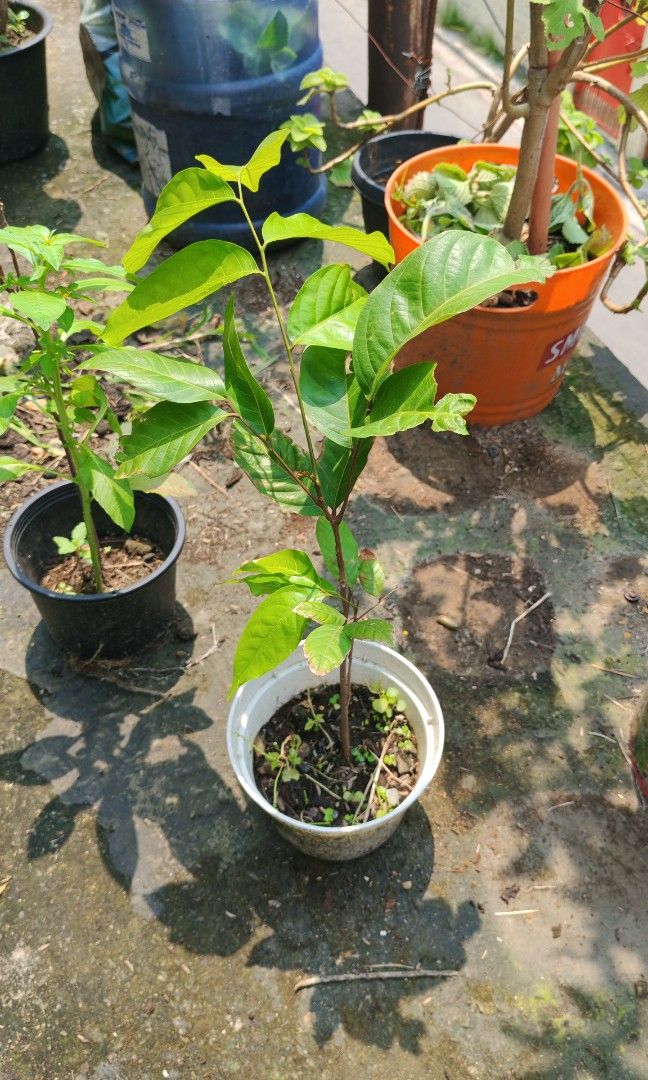 Rambutan seedling (Category: Plants & Seeds) located in Quezon City. Submitted by plantcorner (Listing ID 1466225812, Image 1). Description: .