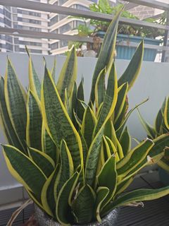 (Category: ) located in . Submitted by chantelleong (Listing ID 1466248544, Image 1). Description: .