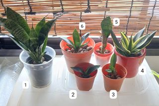 (Category: ) located in . Submitted by summersprout (Listing ID 1466220891, Image 1). Description: .
