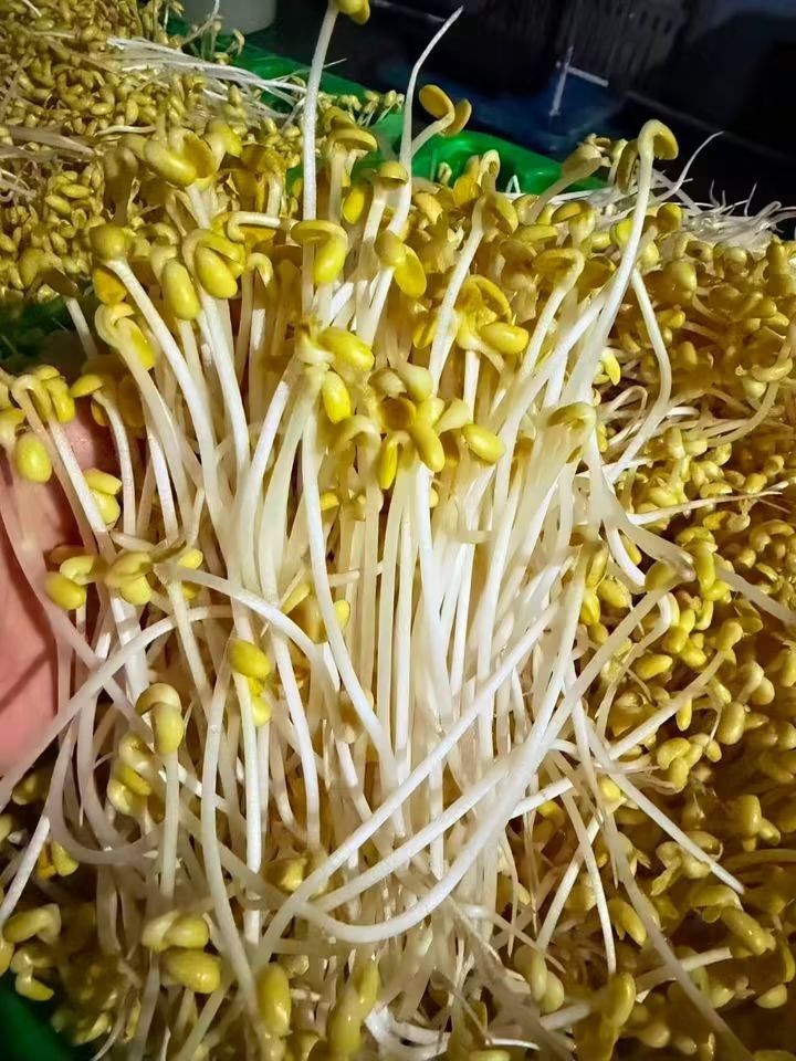 SOYBEAN SPROUTS (Category: Fresh Produce) located in Manila. Submitted by ride-or-die (Listing ID 1466246139, Image 1). Description: PM RETAIL/BULK.